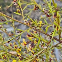 Daviesia ulicifolia at Molonglo Valley, ACT - 13 Oct 2022