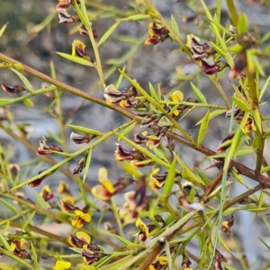 Daviesia ulicifolia at Molonglo Valley, ACT - 13 Oct 2022