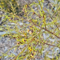 Daviesia ulicifolia at Molonglo Valley, ACT - 13 Oct 2022