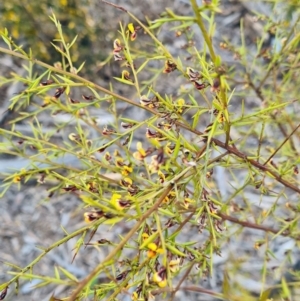 Daviesia ulicifolia at Molonglo Valley, ACT - 13 Oct 2022