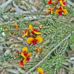 Dillwynia sericea (Egg And Bacon Peas) at Sth Tablelands Ecosystem Park - 13 Oct 2022 by galah681