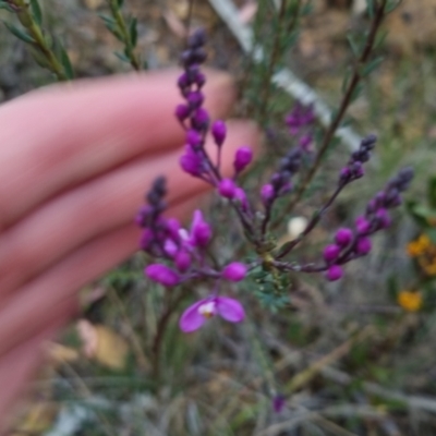 Comesperma ericinum (Heath Milkwort) at Bungendore, NSW - 24 Oct 2022 by clarehoneydove