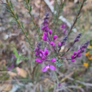 Comesperma ericinum at Bungendore, NSW - 24 Oct 2022 06:47 PM