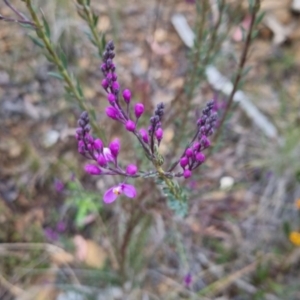 Comesperma ericinum at Bungendore, NSW - 24 Oct 2022 06:47 PM