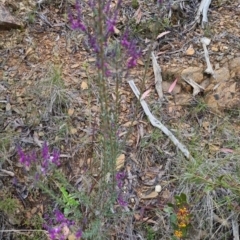 Comesperma ericinum at Bungendore, NSW - 24 Oct 2022 06:47 PM