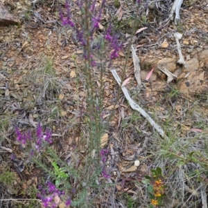Comesperma ericinum at Bungendore, NSW - 24 Oct 2022