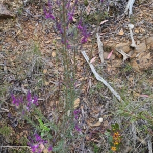 Comesperma ericinum at Bungendore, NSW - 24 Oct 2022 06:47 PM