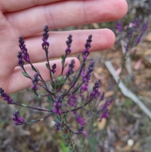 Comesperma ericinum at Bungendore, NSW - 24 Oct 2022 06:47 PM