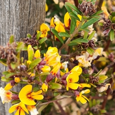 Pultenaea (genus) (bush peas) at Molonglo Valley, ACT - 13 Oct 2022 by galah681