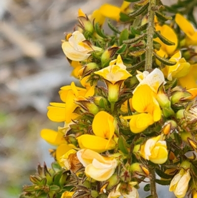 Pultenaea (genus) (bush peas) at Molonglo Valley, ACT - 13 Oct 2022 by galah681