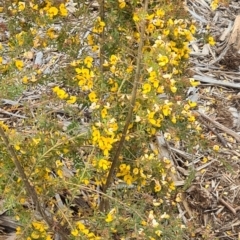 Pultenaea at Molonglo Valley, ACT - 13 Oct 2022