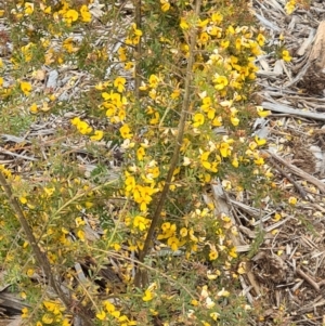 Pultenaea at Molonglo Valley, ACT - 13 Oct 2022 11:54 AM