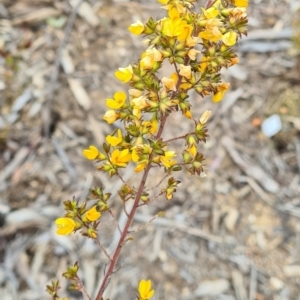 Pultenaea at Molonglo Valley, ACT - 13 Oct 2022 11:54 AM