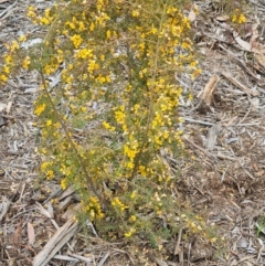 Pultenaea at Molonglo Valley, ACT - 13 Oct 2022