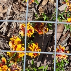 Pultenaea polifolia (Dusky Bush-pea) at Sth Tablelands Ecosystem Park - 29 Sep 2022 by galah681