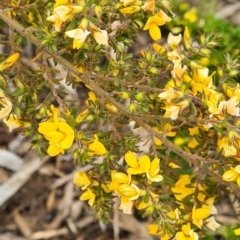 Pultenaea subspicata (Low Bush-pea) at Molonglo Valley, ACT - 13 Oct 2022 by galah681