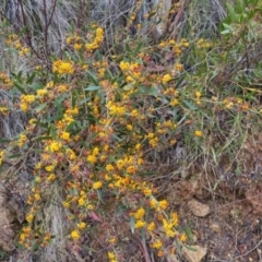 Daviesia mimosoides (Bitter Pea) at Bungendore, NSW - 24 Oct 2022 by clarehoneydove