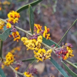 Daviesia mimosoides at Bungendore, NSW - 24 Oct 2022