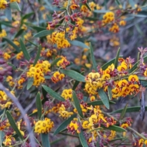 Daviesia mimosoides at Bungendore, NSW - 24 Oct 2022