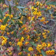 Daviesia mimosoides at Bungendore, NSW - 24 Oct 2022