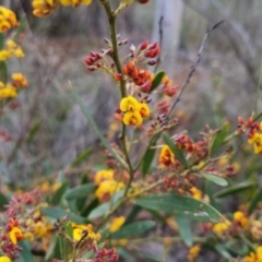 Daviesia mimosoides at Bungendore, NSW - 24 Oct 2022