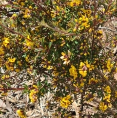 Pultenaea microphylla (Egg and Bacon Pea) at Molonglo Valley, ACT - 29 Sep 2022 by galah681