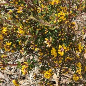 Pultenaea microphylla at Molonglo Valley, ACT - 29 Sep 2022 11:30 AM