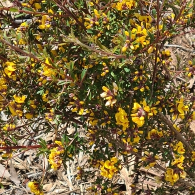 Pultenaea microphylla (Egg and Bacon Pea) at Molonglo Valley, ACT - 29 Sep 2022 by galah681