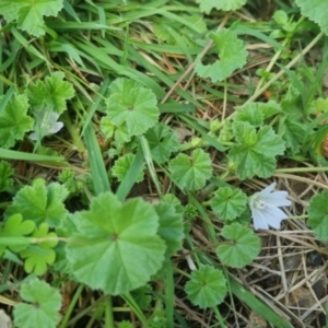 Malva neglecta at Bungendore, NSW - 23 Oct 2022 04:23 PM