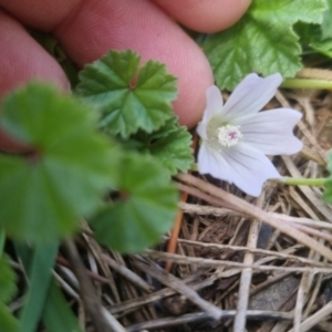 Malva neglecta at Bungendore, NSW - 23 Oct 2022