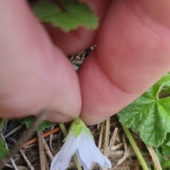 Malva neglecta at Bungendore, NSW - 23 Oct 2022 04:23 PM