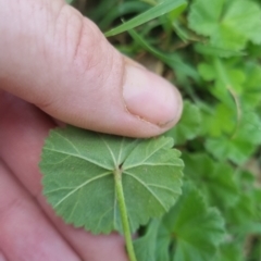 Malva neglecta at Bungendore, NSW - 23 Oct 2022