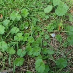 Malva neglecta at Bungendore, NSW - 23 Oct 2022 04:23 PM