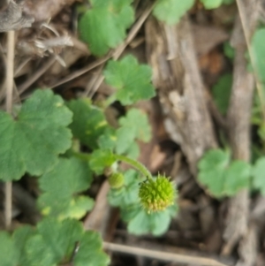 Hydrocotyle laxiflora at Bungendore, NSW - 23 Oct 2022