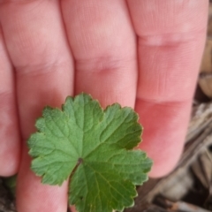 Hydrocotyle laxiflora at Bungendore, NSW - 23 Oct 2022 02:58 PM