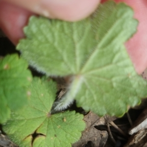 Hydrocotyle laxiflora at Bungendore, NSW - 23 Oct 2022