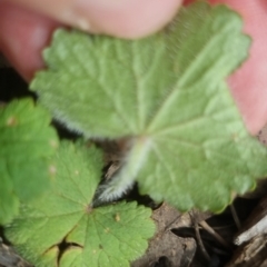 Hydrocotyle laxiflora at Bungendore, NSW - 23 Oct 2022