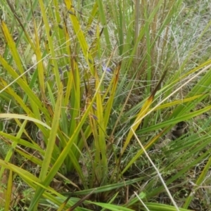 Dianella revoluta var. revoluta at Bungendore, NSW - 23 Oct 2022 02:53 PM