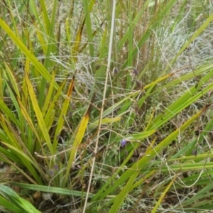 Dianella revoluta var. revoluta at Bungendore, NSW - 23 Oct 2022