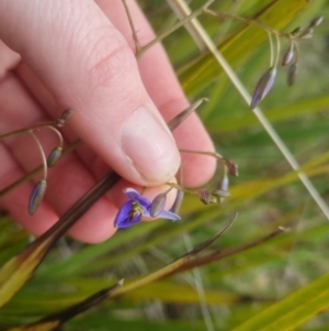 Dianella revoluta var. revoluta at Bungendore, NSW - 23 Oct 2022