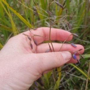 Dianella revoluta var. revoluta at Bungendore, NSW - 23 Oct 2022