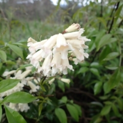 Pandorea pandorana (Wonga Wonga Vine) at Mount Painter - 23 Oct 2022 by drakes