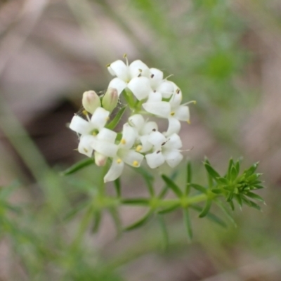 Asperula conferta (Common Woodruff) at Boorowa, NSW - 15 Oct 2022 by drakes