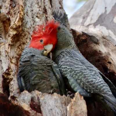 Callocephalon fimbriatum (Gang-gang Cockatoo) at Hughes Grassy Woodland - 26 Oct 2022 by LisaH