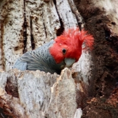 Callocephalon fimbriatum at Hughes, ACT - 26 Oct 2022