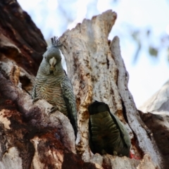 Callocephalon fimbriatum at Hughes, ACT - 26 Oct 2022