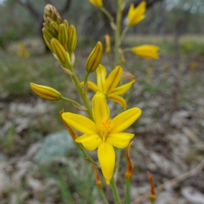 Bulbine bulbosa (Golden Lily) at Stromlo, ACT - 24 Oct 2022 by RobG1