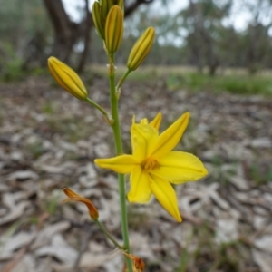 Bulbine bulbosa at Stromlo, ACT - 24 Oct 2022