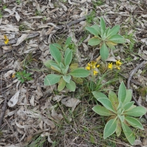 Bulbine bulbosa at Stromlo, ACT - 24 Oct 2022 04:24 PM