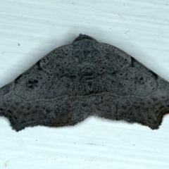 Sophta concavata (Varied Hookwing) at Ainslie, ACT - 21 Oct 2022 by jb2602